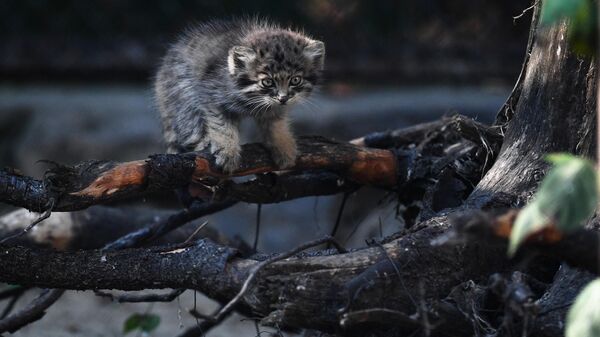 Краснокнижный котенок манул в Новосибирском зоопарке